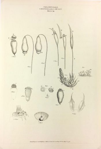 Botanical Print - Botanical, Miller, 1776