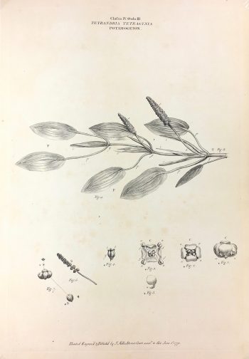 Botanical Print - Botanical, Miller, 1773