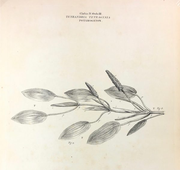 Botanical Print - Botanical, Miller, 1773