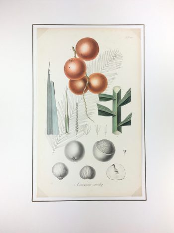 Botanical Print - Botanical, Severyns, c.1865