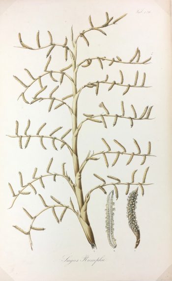 Botanical Print - Botanical, Severyns, c.1865
