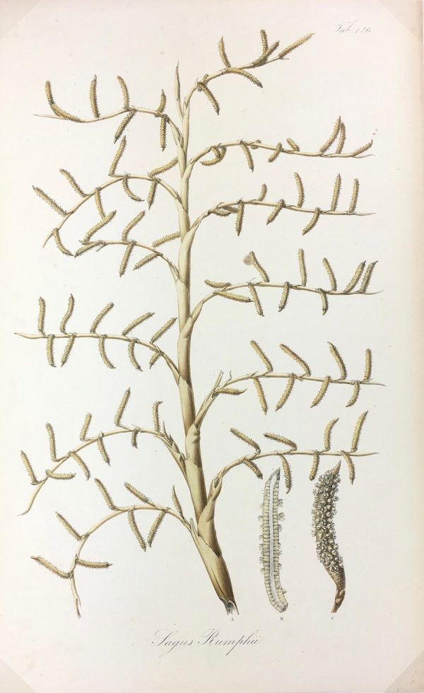 Botanical Print - Botanical, Severyns, c.1865