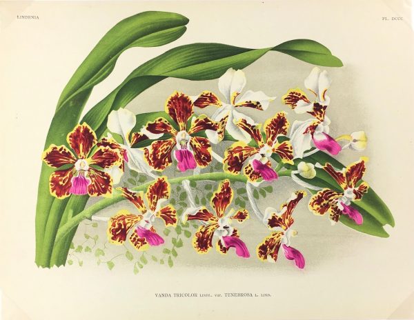 Botanical Print - Orchids, Linden, 1896