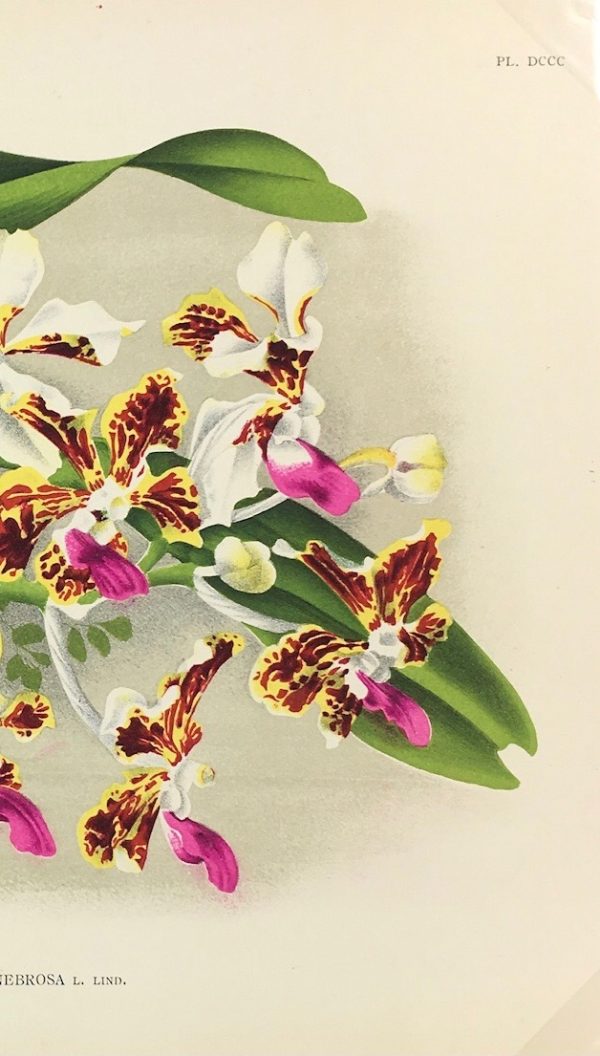 Botanical Print - Orchids, Linden, 1896