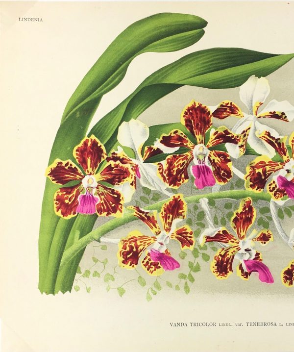 Botanical Print - Orchids, Linden, 1896