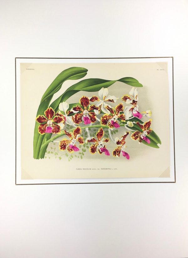 Botanical Print - Orchids, Linden, 1896