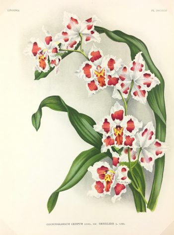 Botanical Print - Orchids, Linden, 1896