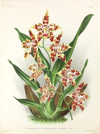 Botanical Print - Orchids, Linden, 1896