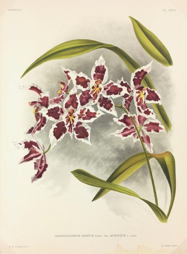 Botanical Print - Orchids, Linden, 1896