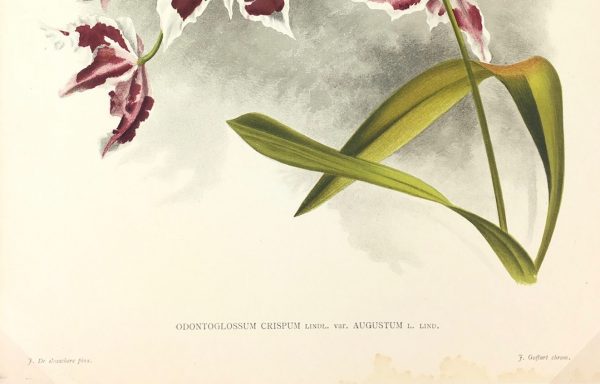 Botanical Print - Orchids, Linden, 1896
