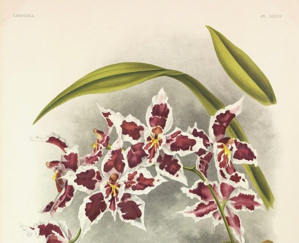 Botanical Print - Orchids, Linden, 1896
