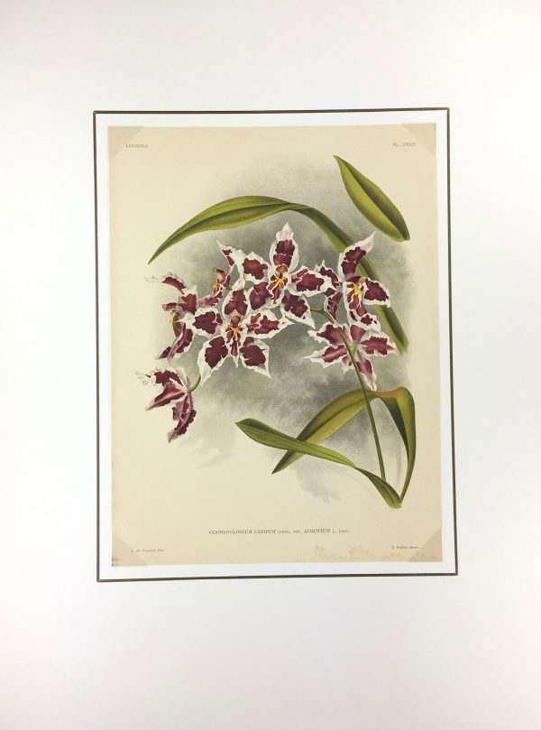 Botanical Print - Orchids, Linden, 1896