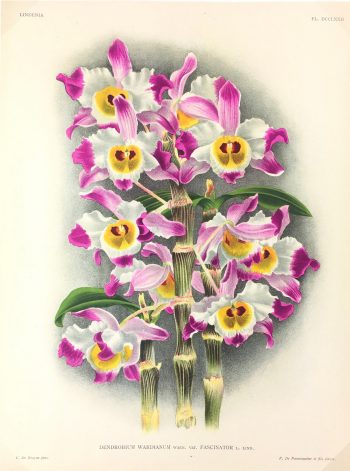 Botanical Print - Orchids, Linden, 1896