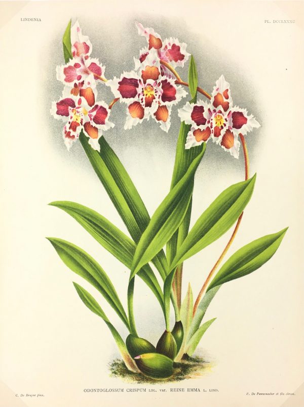 Botanical Print - Orchids, Linden, 1896