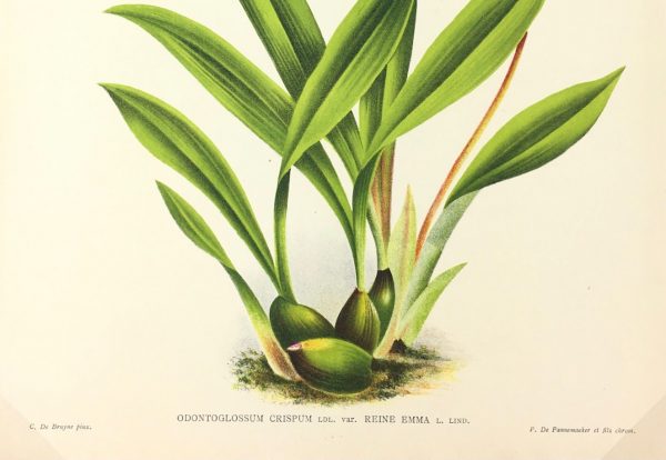 Botanical Print - Orchids, Linden, 1896