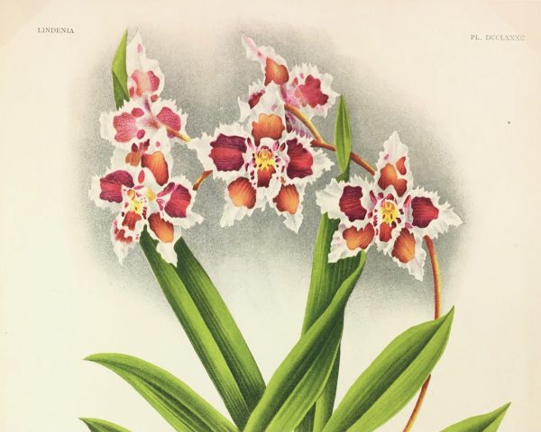 Botanical Print - Orchids, Linden, 1896