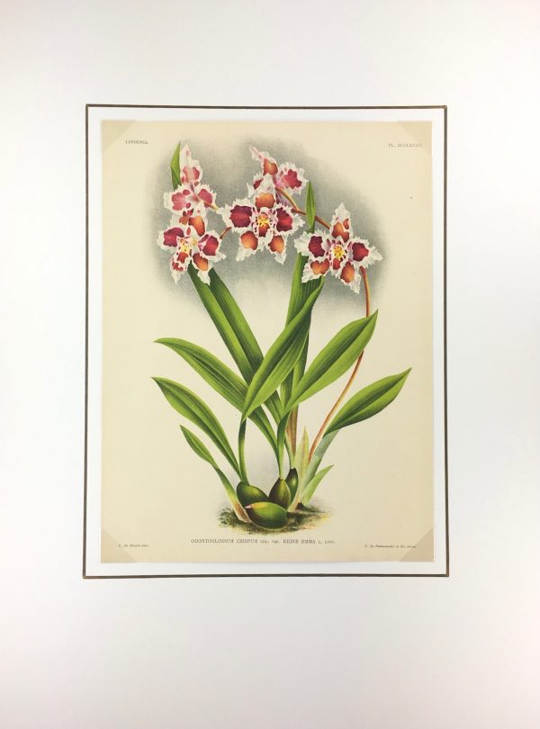 Botanical Print - Orchids, Linden, 1896