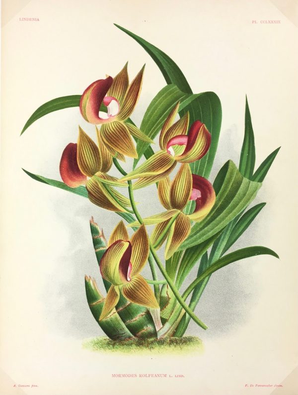 Botanical Print - Orchids, Linden, 1896