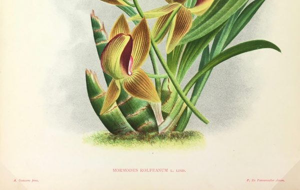 Botanical Print - Orchids, Linden, 1896