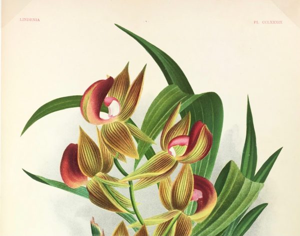 Botanical Print - Orchids, Linden, 1896