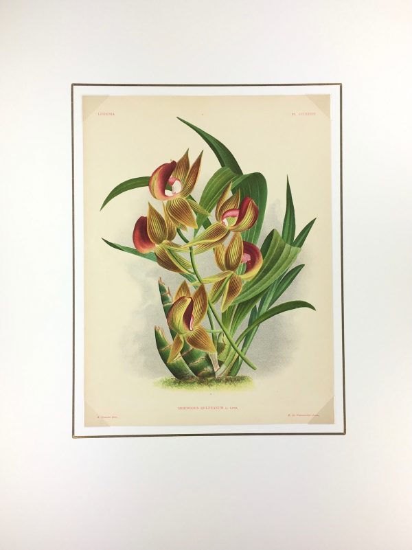 Botanical Print - Orchids, Linden, 1896