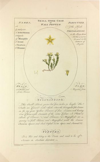 Botanical Print - Medicinal  Plant, Timothy Sheldrake, 1759