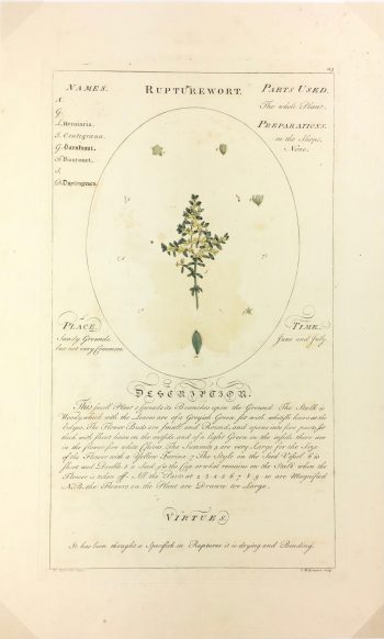 Botanical Print - Medicinal Plant, Timothy Sheldrake, 1759