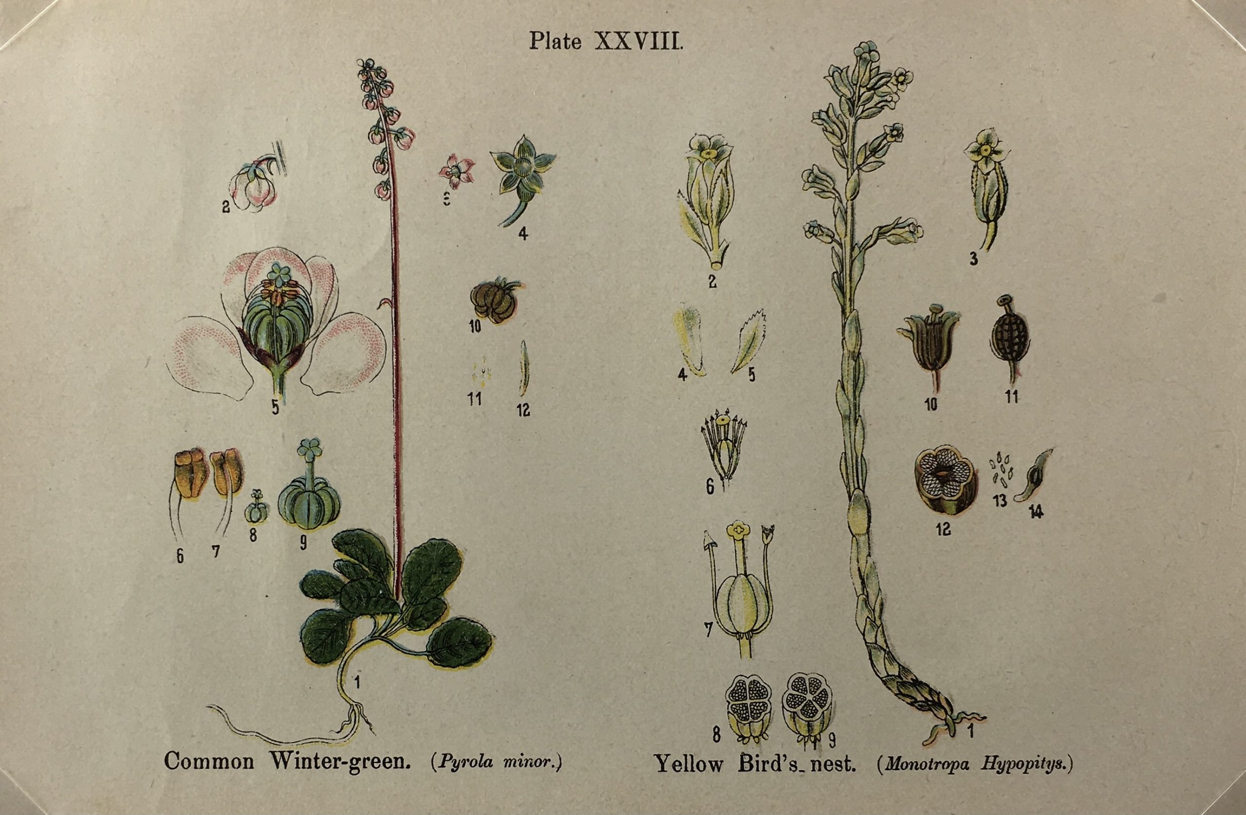 Botanical Print - Botanical Wildflowers, A. Pratt, 1913