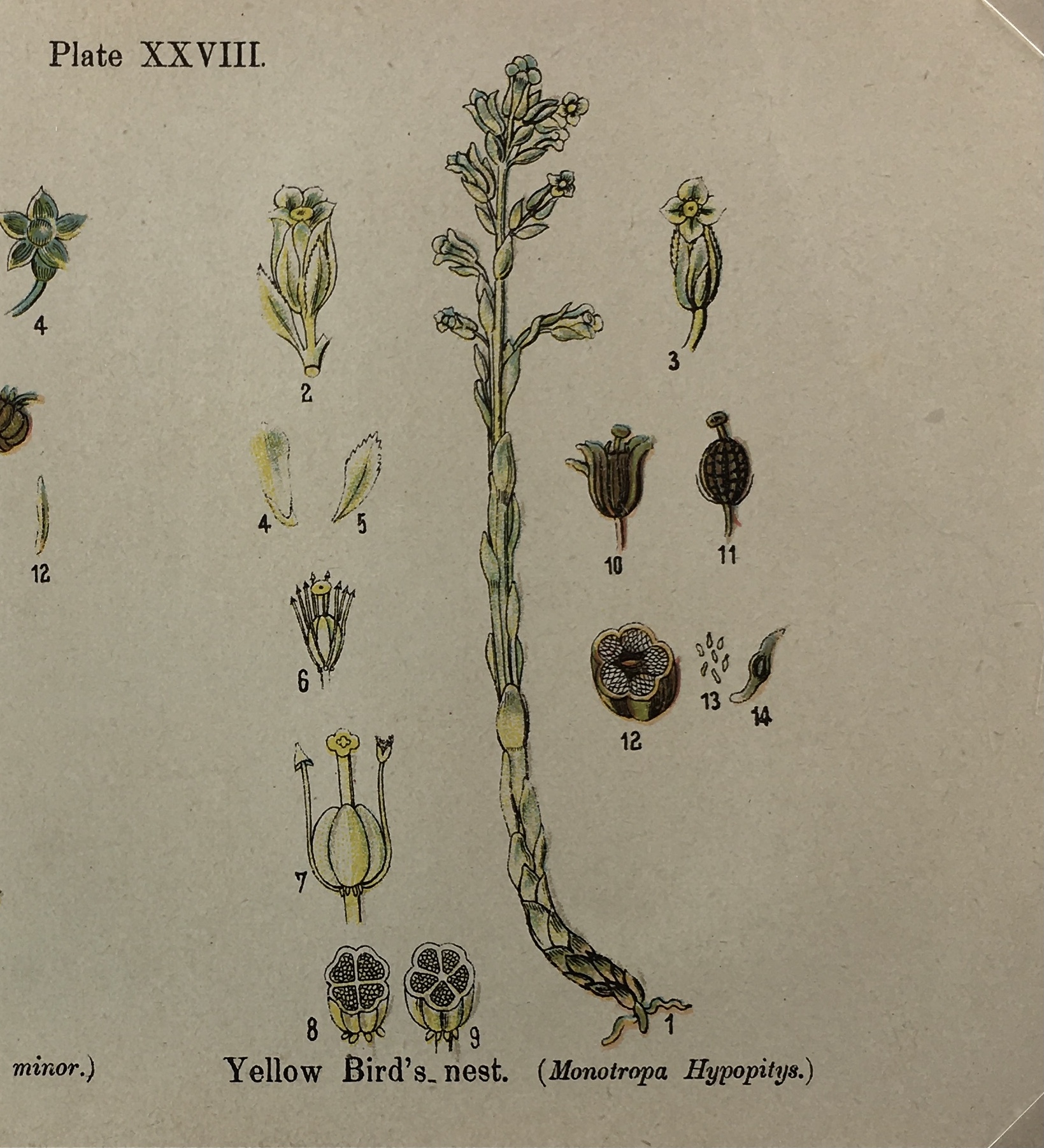 Botanical Print - Botanical Wildflowers, A. Pratt, 1913