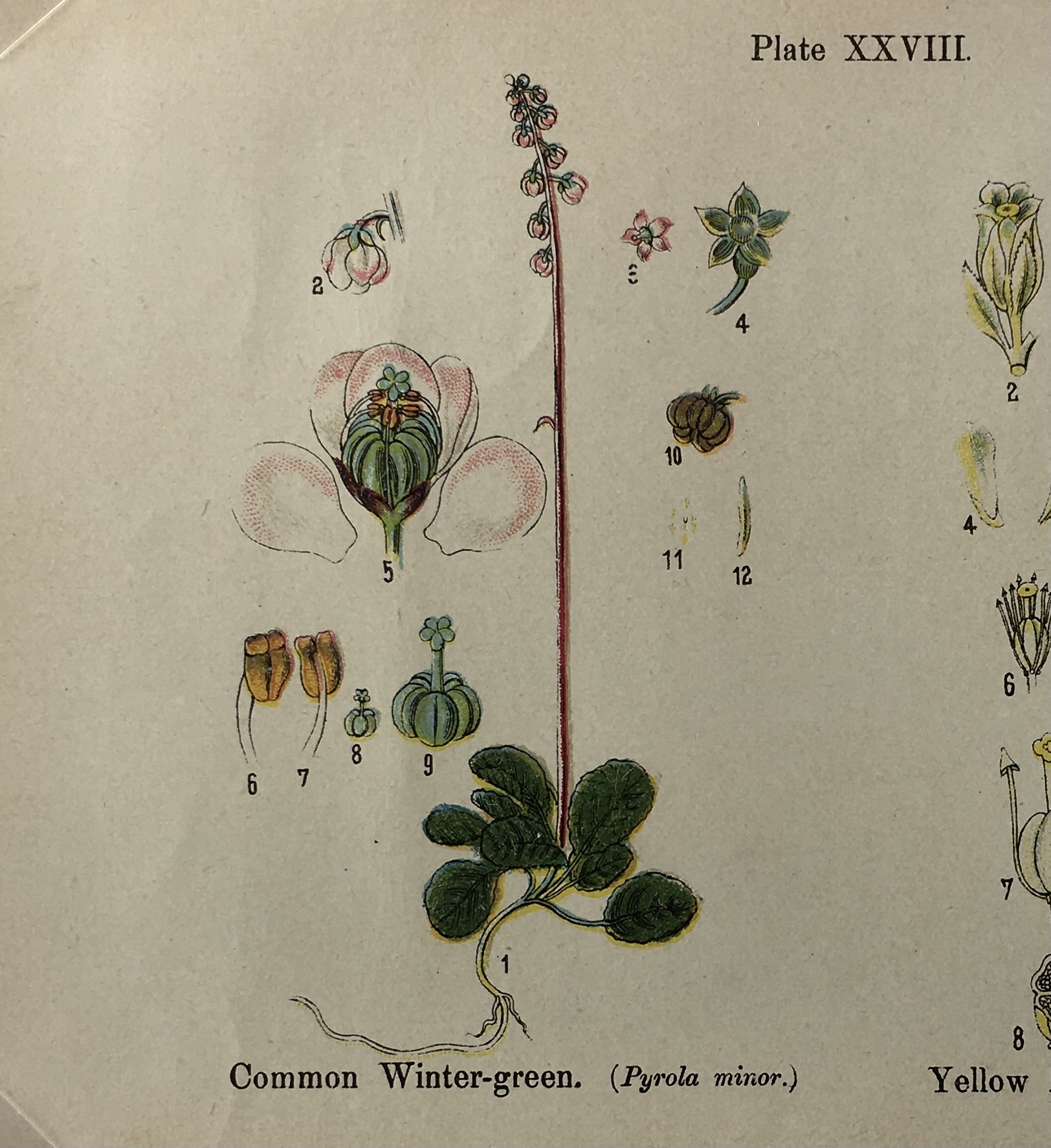 Botanical Print - Botanical Wildflowers, A. Pratt, 1913