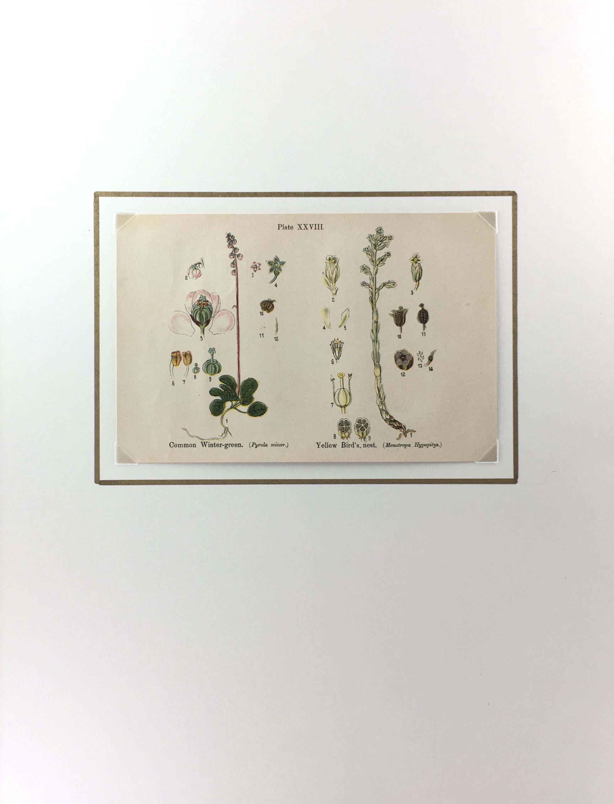 Botanical Print - Botanical Wildflowers, A. Pratt, 1913