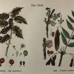 Botanical Print - Botanical Wildflowers, A. Pratt, 1913