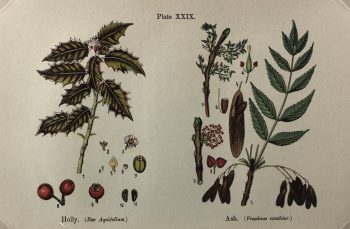 Botanical Print - Botanical Wildflowers, A. Pratt, 1913