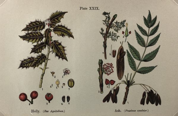 Botanical Print - Botanical Wildflowers, A. Pratt, 1913