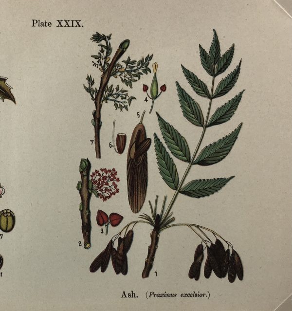 Botanical Print - Botanical Wildflowers, A. Pratt, 1913