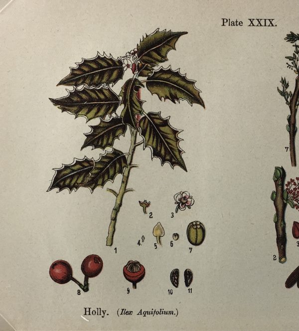 Botanical Print - Botanical Wildflowers, A. Pratt, 1913