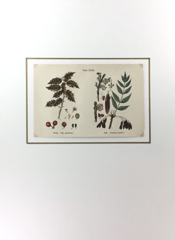 Botanical Print - Botanical Wildflowers, A. Pratt, 1913