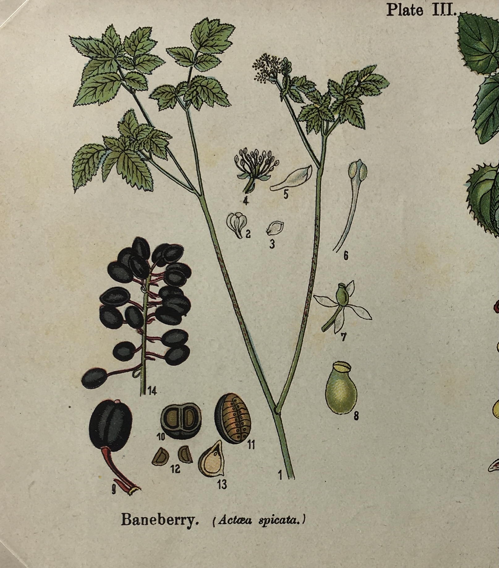 Botanical Print - Botanical Wildflowers, A. Pratt, 1913