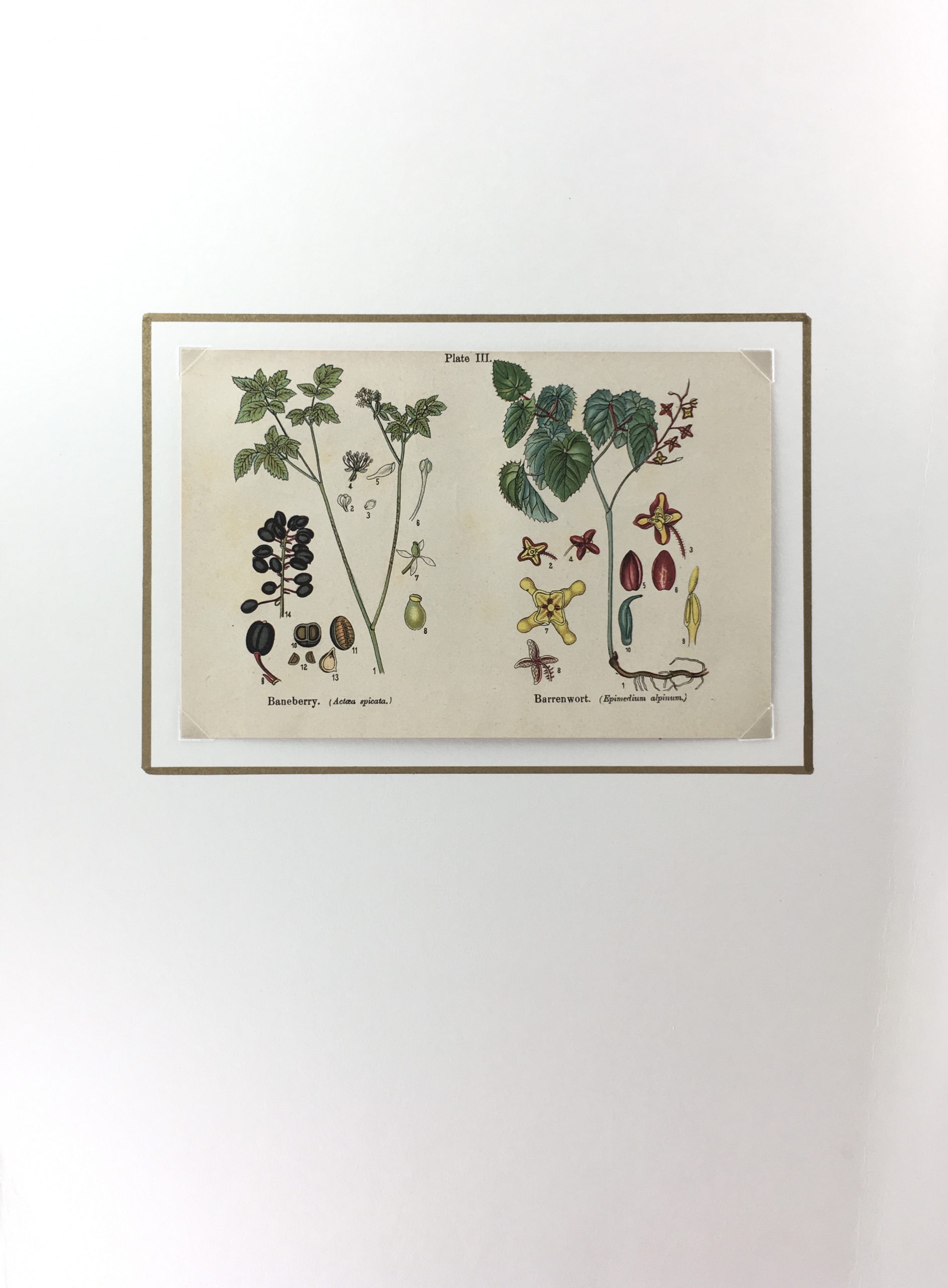 Botanical Print - Botanical Wildflowers, A. Pratt, 1913