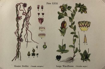 Botanical Print - Botanical Wildflowers, A. Pratt, 1913