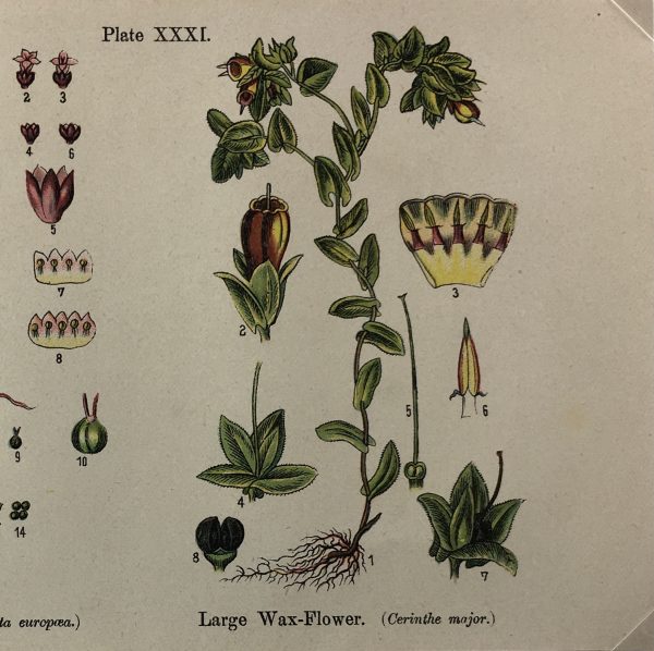 Botanical Print - Botanical Wildflowers, A. Pratt, 1913