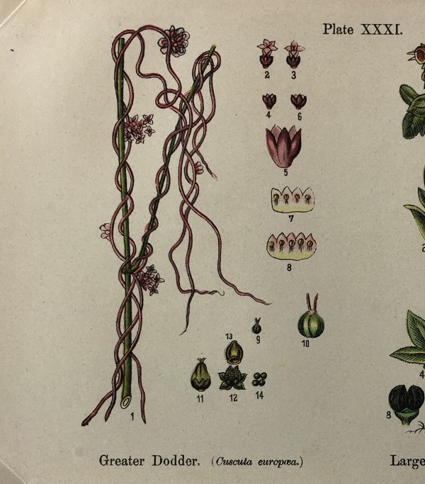 Botanical Print - Botanical Wildflowers, A. Pratt, 1913