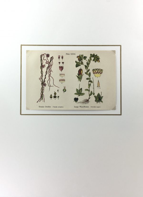 Botanical Print - Botanical Wildflowers, A. Pratt, 1913