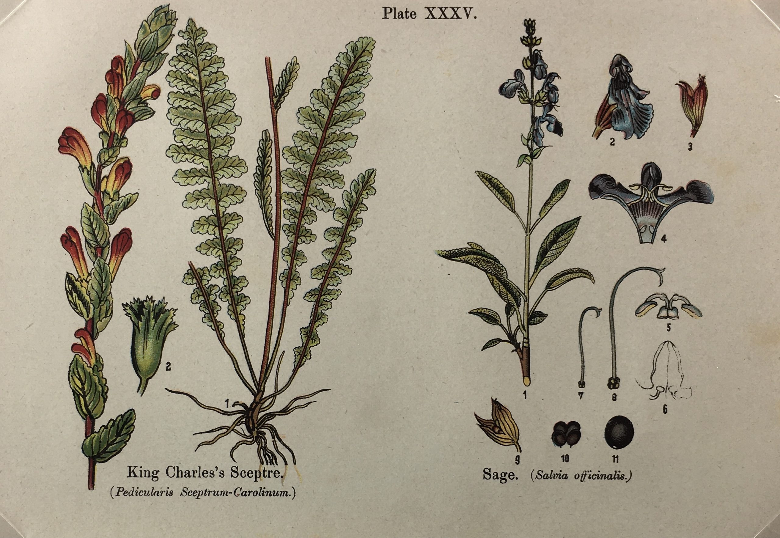 Botanical Print - Botanical Wildflowers, A. Pratt, 1913