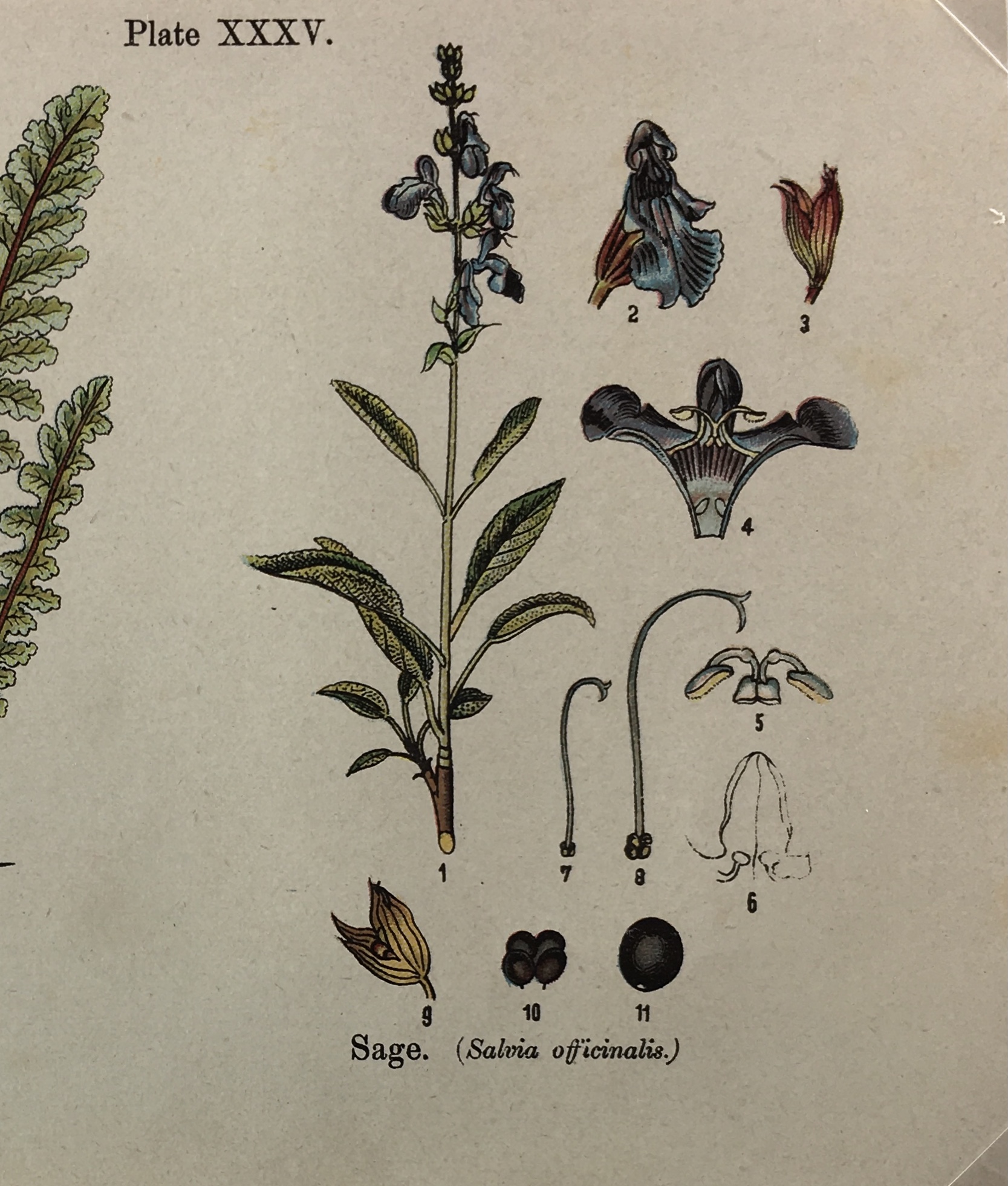 Botanical Print - Botanical Wildflowers, A. Pratt, 1913