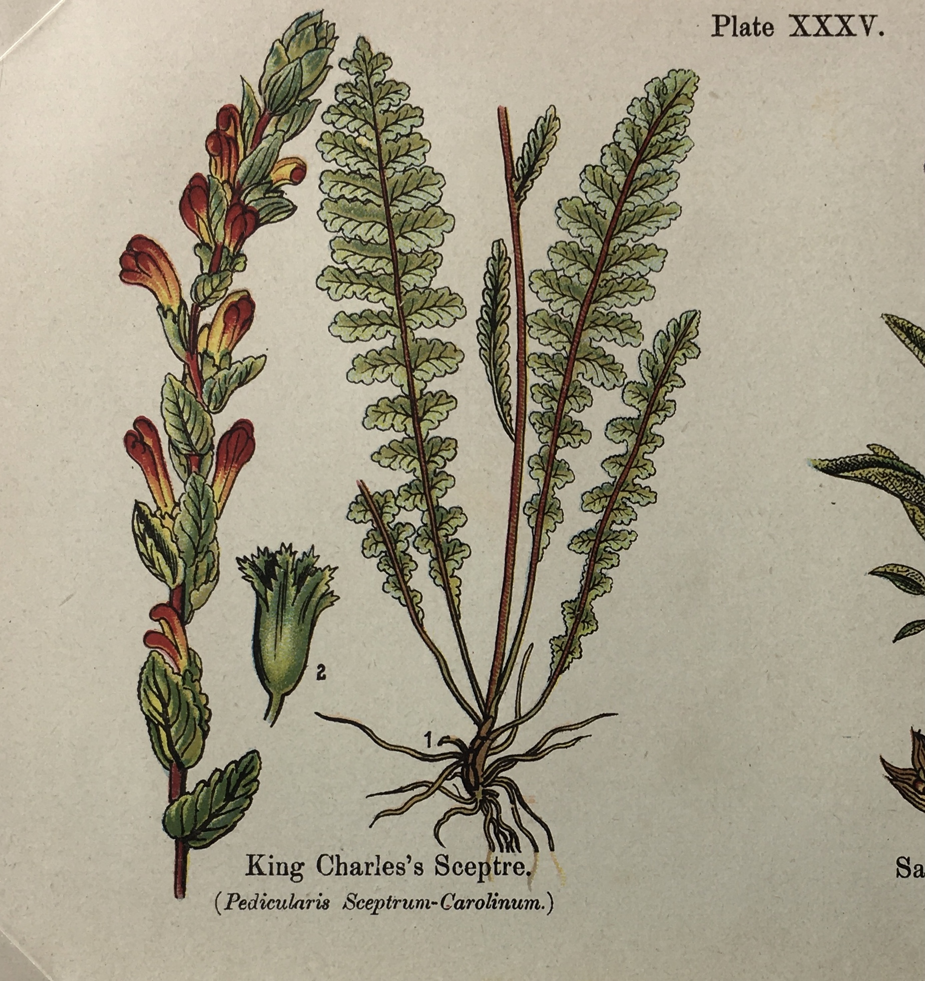 Botanical Print - Botanical Wildflowers, A. Pratt, 1913