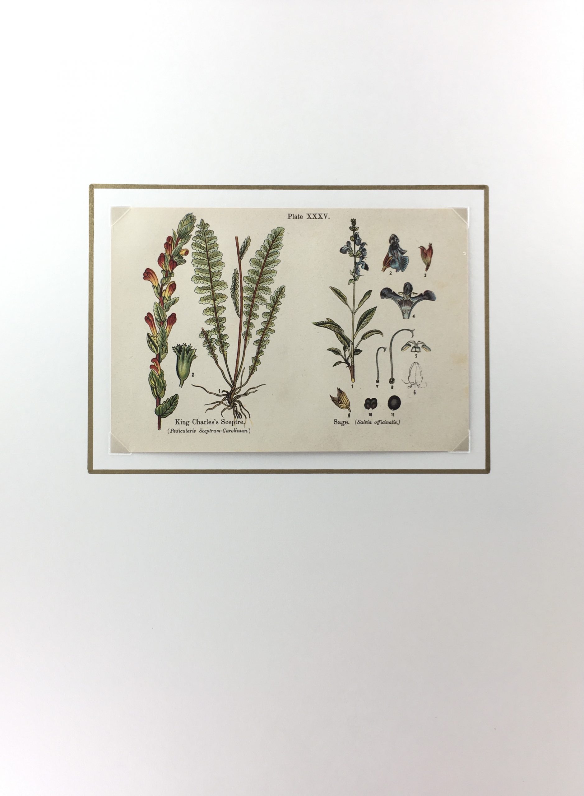 Botanical Print - Botanical Wildflowers, A. Pratt, 1913