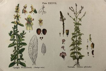 Botanical Print - Botanical Wildflowers, A. Pratt, 1913