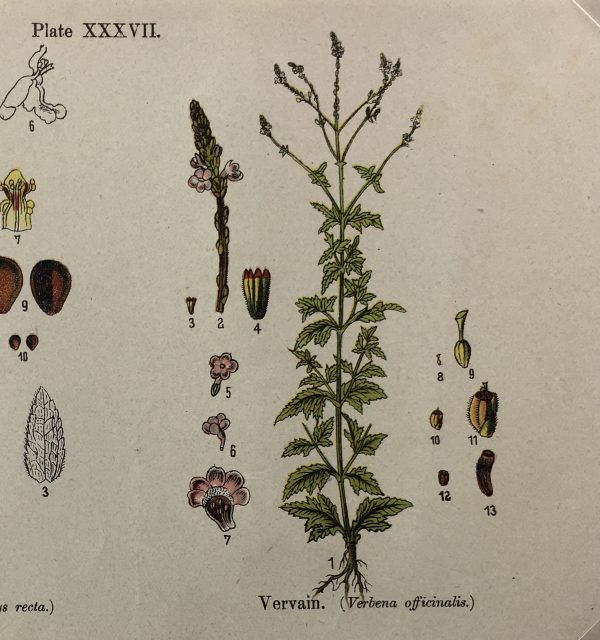 Botanical Print - Botanical Wildflowers, A. Pratt, 1913