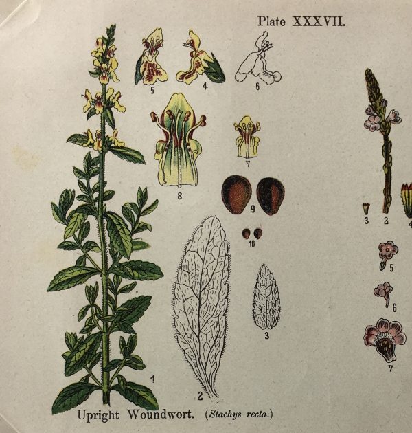 Botanical Print - Botanical Wildflowers, A. Pratt, 1913